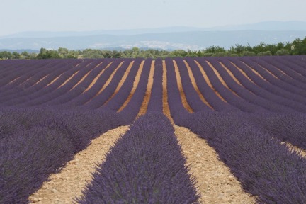 Provence the Land of Lavender