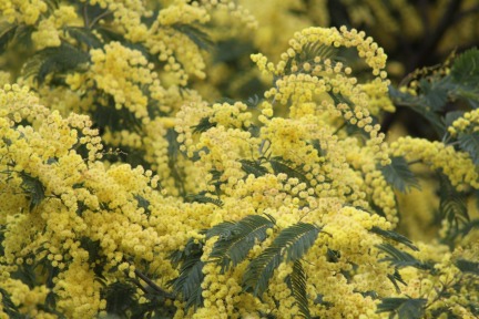 Mimosa Flowers on Flower Mimosa