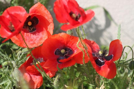 Dedicated to the Red Poppies of Provence