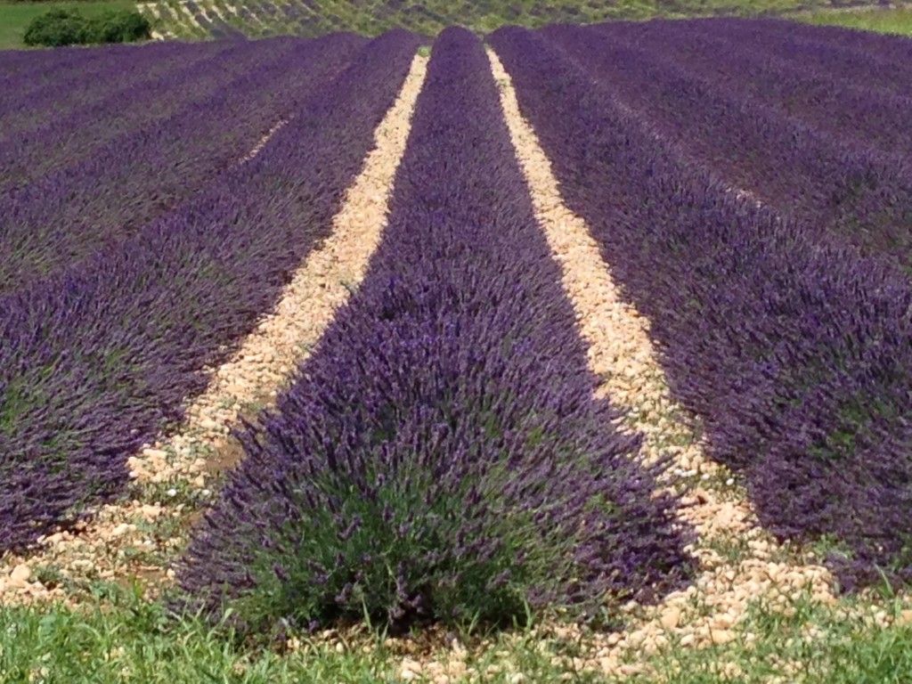 Lavender #Provence #PerfectlyProvence #Lavender @gingerandnutmeg