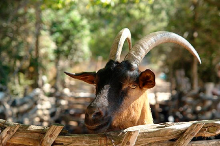 Provencal Goat