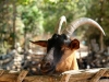Provencal Goat