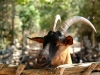 Provencal Goat