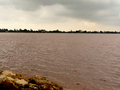 View of waters Le Saunier de Camargue @GingerandNutmeg 