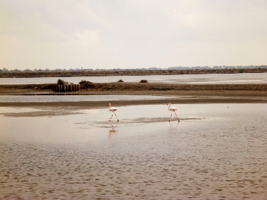 View of waters Le Saunier de Camargue @GingerandNutmeg