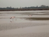 View of waters Le Saunier de Camargue