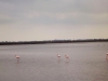 View of waters Le Saunier de Camargue