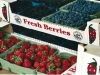 Fresh Berries