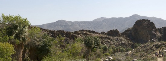 Andreas Canyon Panorama #PalmSprings #California #IndianCanyons