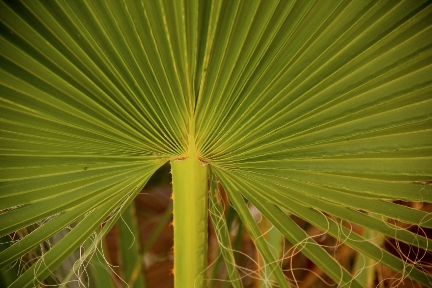 California Fan Palm