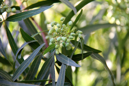 California Pepper Tree