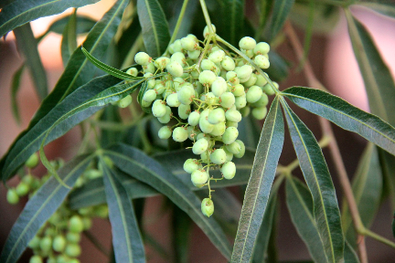 California Pepper Tree