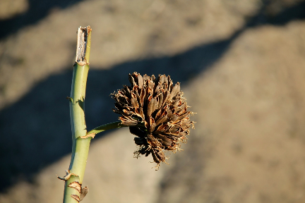 Yucca