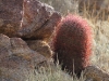 Prickly Plant