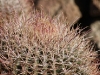 One Prickly plant