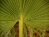 California Fan Palm