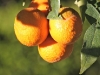 California-oranges