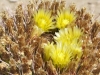 Barrel Cactus Flower