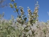 Desert-plant