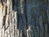 Desert Texture
