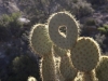 Heart Cactus