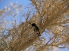 Desert Humming Bird