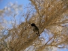 Desert Humming Bird