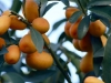 kumquats