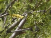 Mesquite Plant in flower