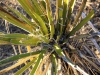 Mojave Yucca