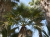 Palms