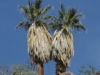 Twin Palms