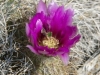 Prickly Pear in flower
