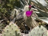 Prickly Pear in flower