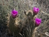 Prickly Pear in flower