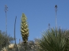 Yucca-in-flower
