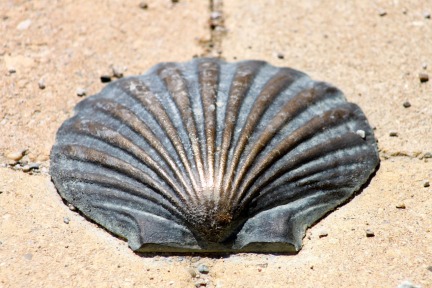 Camino Sea Shells
