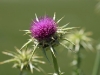 globe artichoke flower