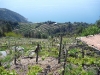 Cinque Terre Vines