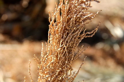 Dried date flower