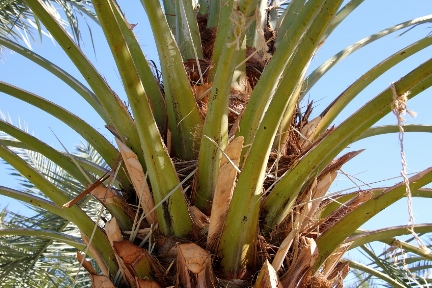 Date Palms