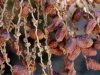 Dried Dates