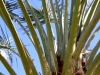 Date Palms