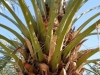 Date Palms