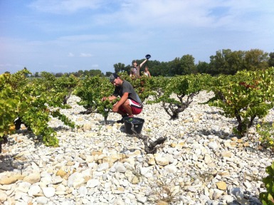 Domaine Rouge Bleu #Vineyard #Provence #FrenchWines #grenache