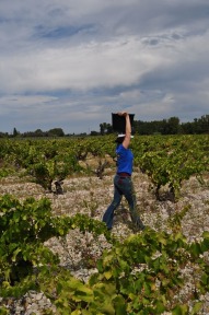 Domaine Rouge Bleu #Provence #Vineyards