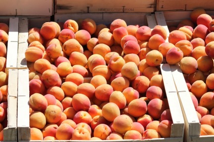 Market Apricots in Provence via @GingerandNutmeg