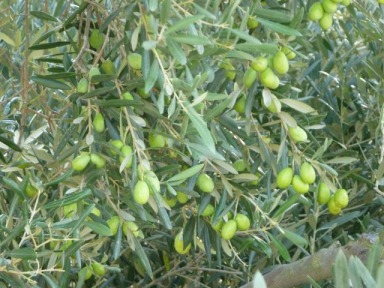 Olive Country