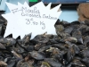 Mussels