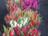 Tulips in January